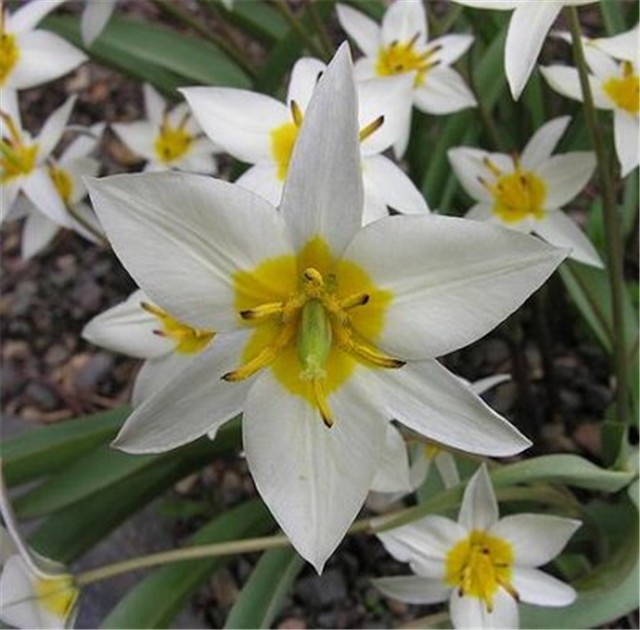 Tulipan
